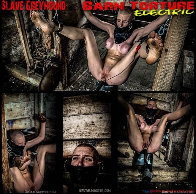 Slave Greyhound Barn Torture Electric - FullHD (2022)